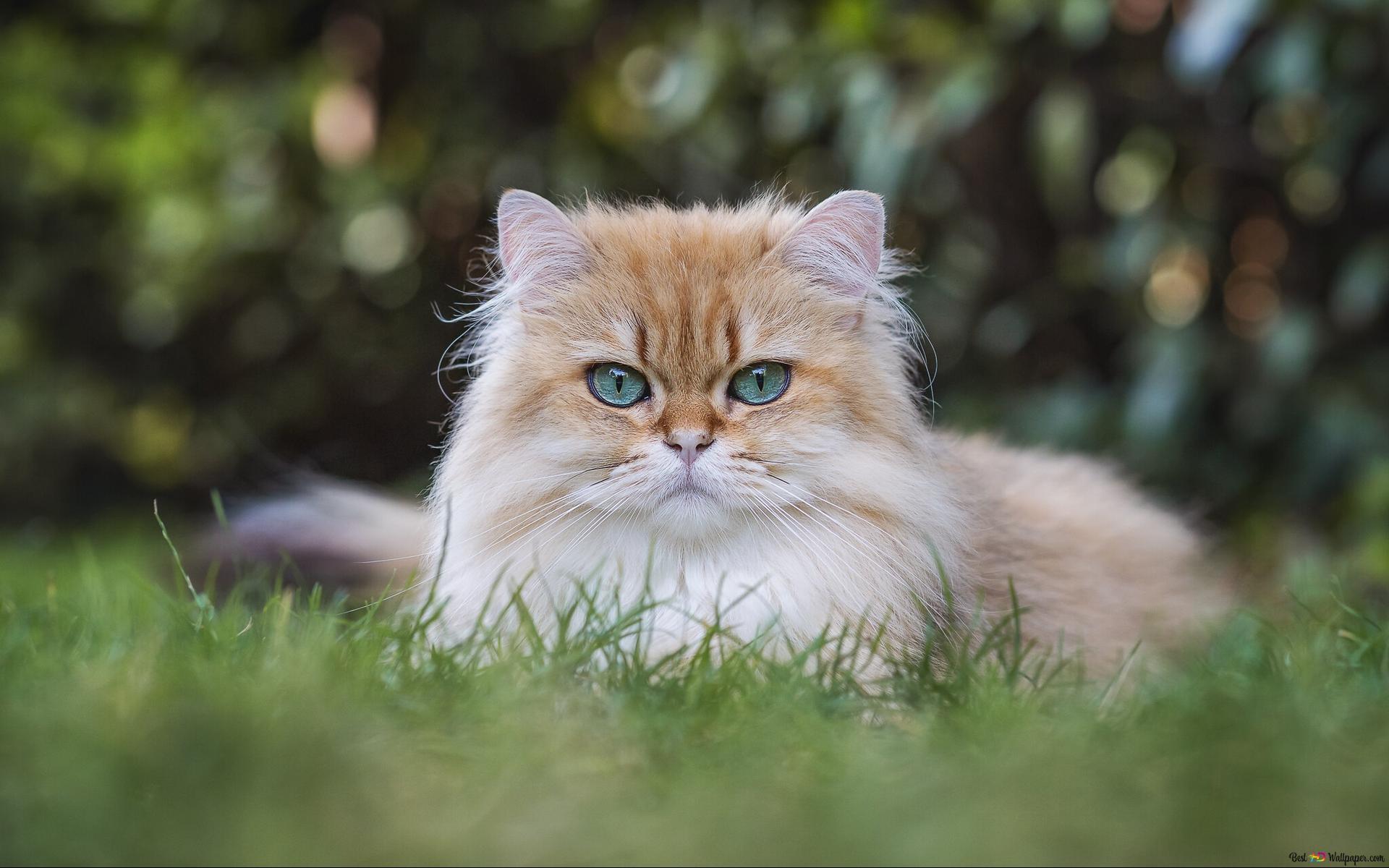 kucing